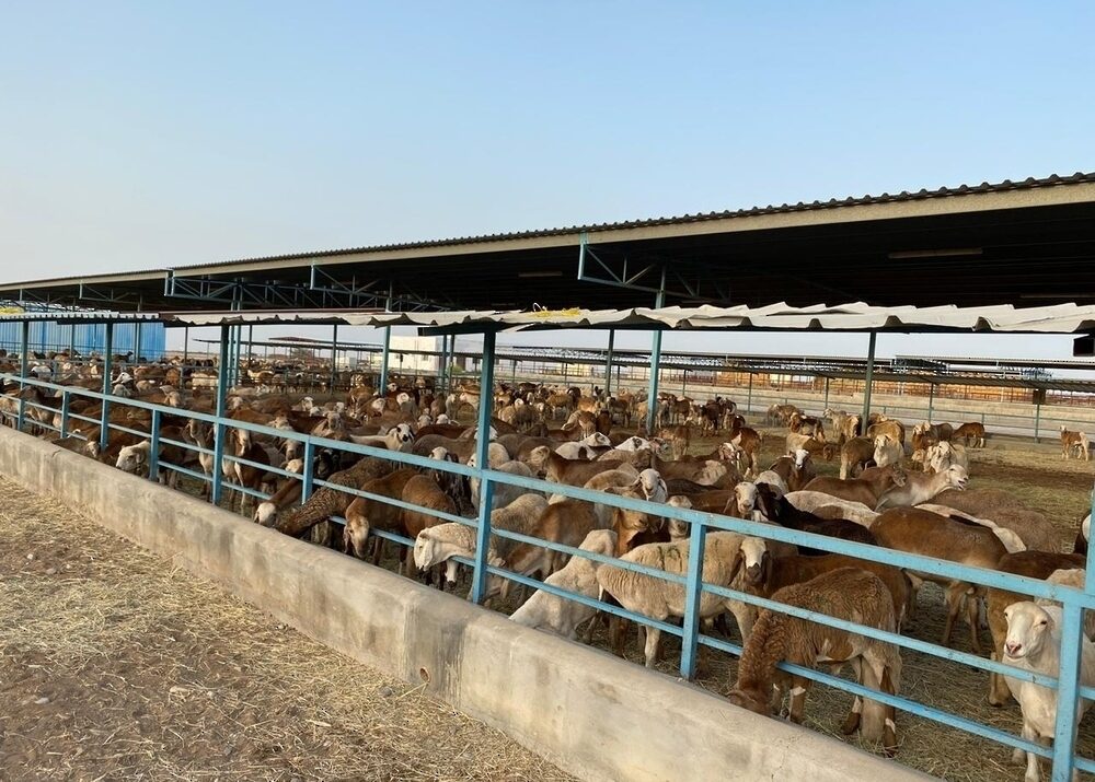 Over 428,000 livestock available to meet demand