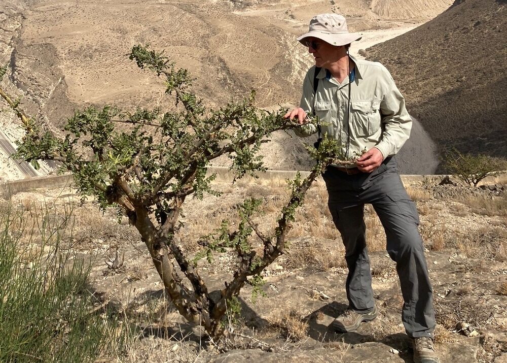 Frankincense trees in good numbers in Dhofar: Study